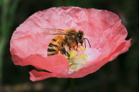 Les abeilles, ces ouvrières courageuses à préserver !