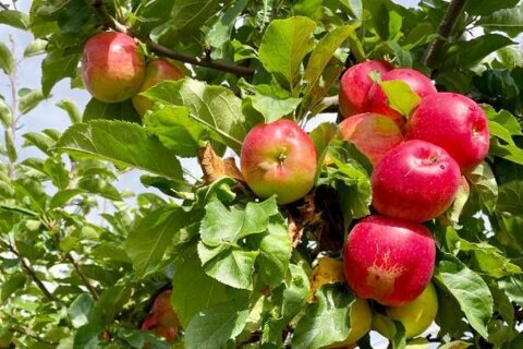 Recette d’automne : Tarte fine pomme-poire & cannelle
