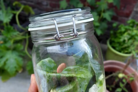 Prenez soin de votre santé avec la lacto-fermentation