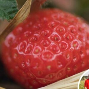 Les fraises d’Adam et ses légumes